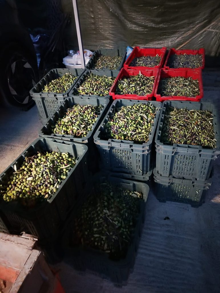 le olive taggiasche raccolte, pronte per il frantoio