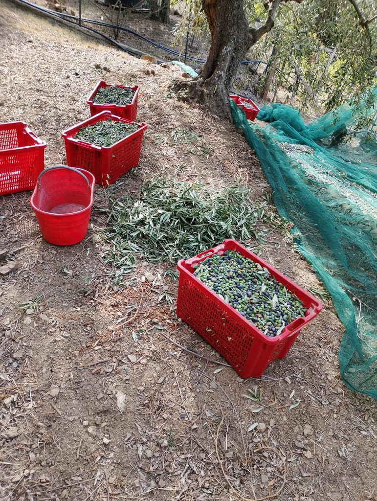 Le olive taggiasche, dalla pianta al raccolto